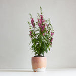 handmade ceramic peach and purple planter