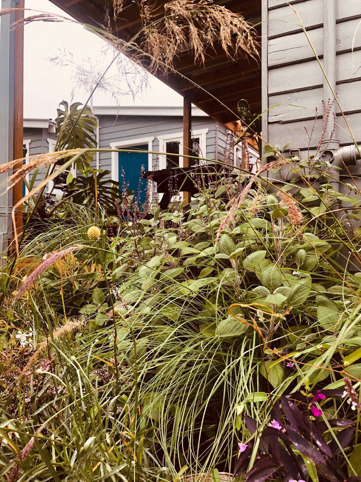 Garden of grasses and flowering plants in front of the weatherboard backyard studio