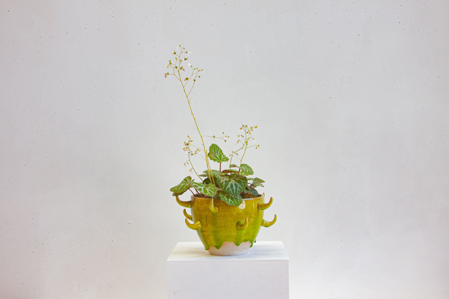 A handmade ceramic spiked vessel on a white plinth, glazed in acid green, holding a trailing plant with small white flowers.