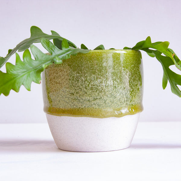 Lifestyle shot of a handmade ceramic classic planter with olive moss green mottled glaze holding a trailing plant with deeply lobed green leaves, unglazed white speckled stoneware lower half