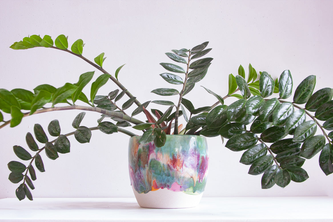 Lifestyle shot of a handmade ceramic large planter with multicolour brushstroke glaze holding a large ZZ plant with arching dark green stems, unglazed white stoneware base