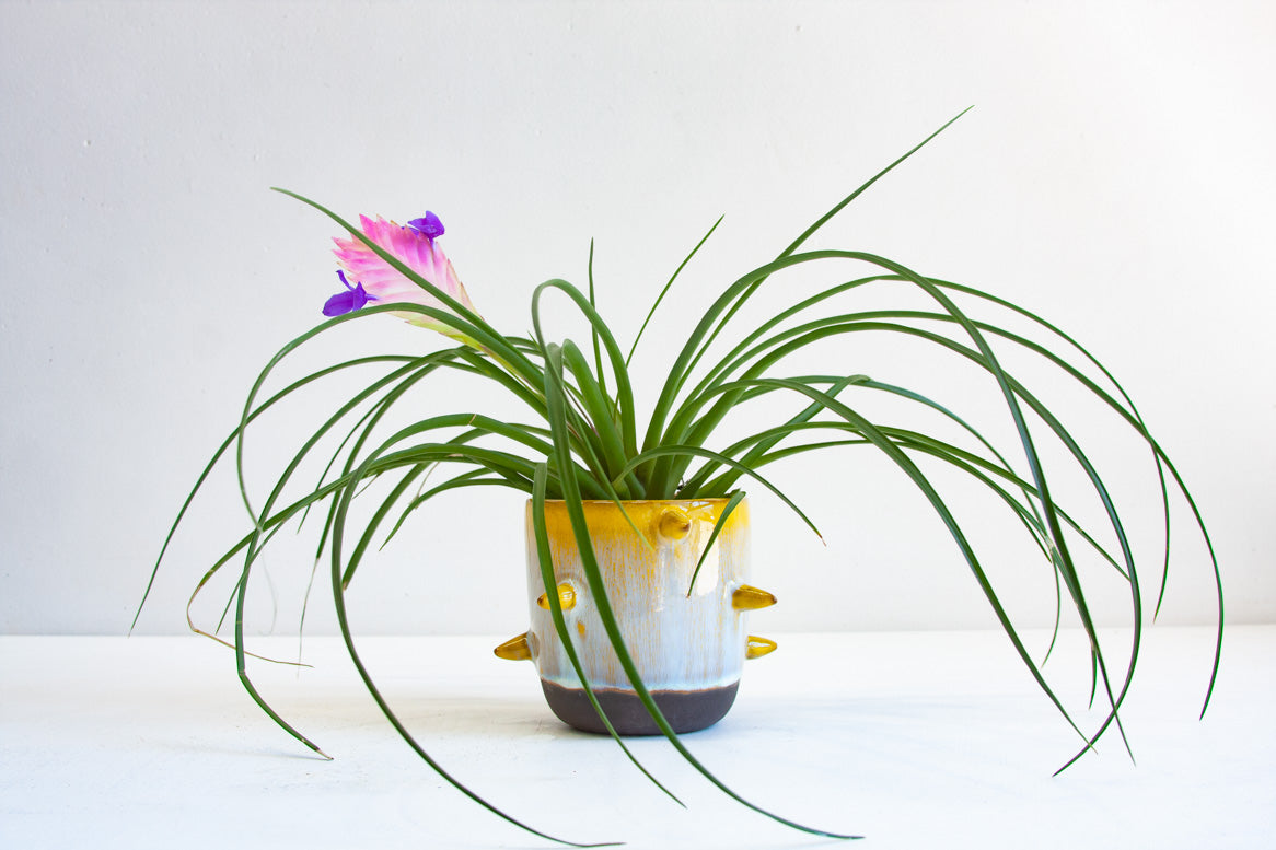 spiked ceramic planter glazed in yellow