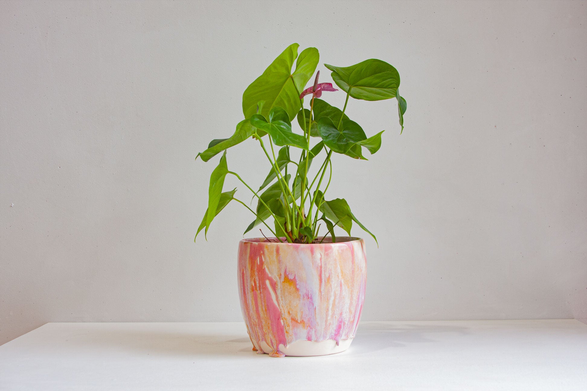 A green houseplant with a small pink flower, potted in a pastel marbled ceramic pot with pink, orange, and white swirls, sitting on a white surface against a light gray wall.
