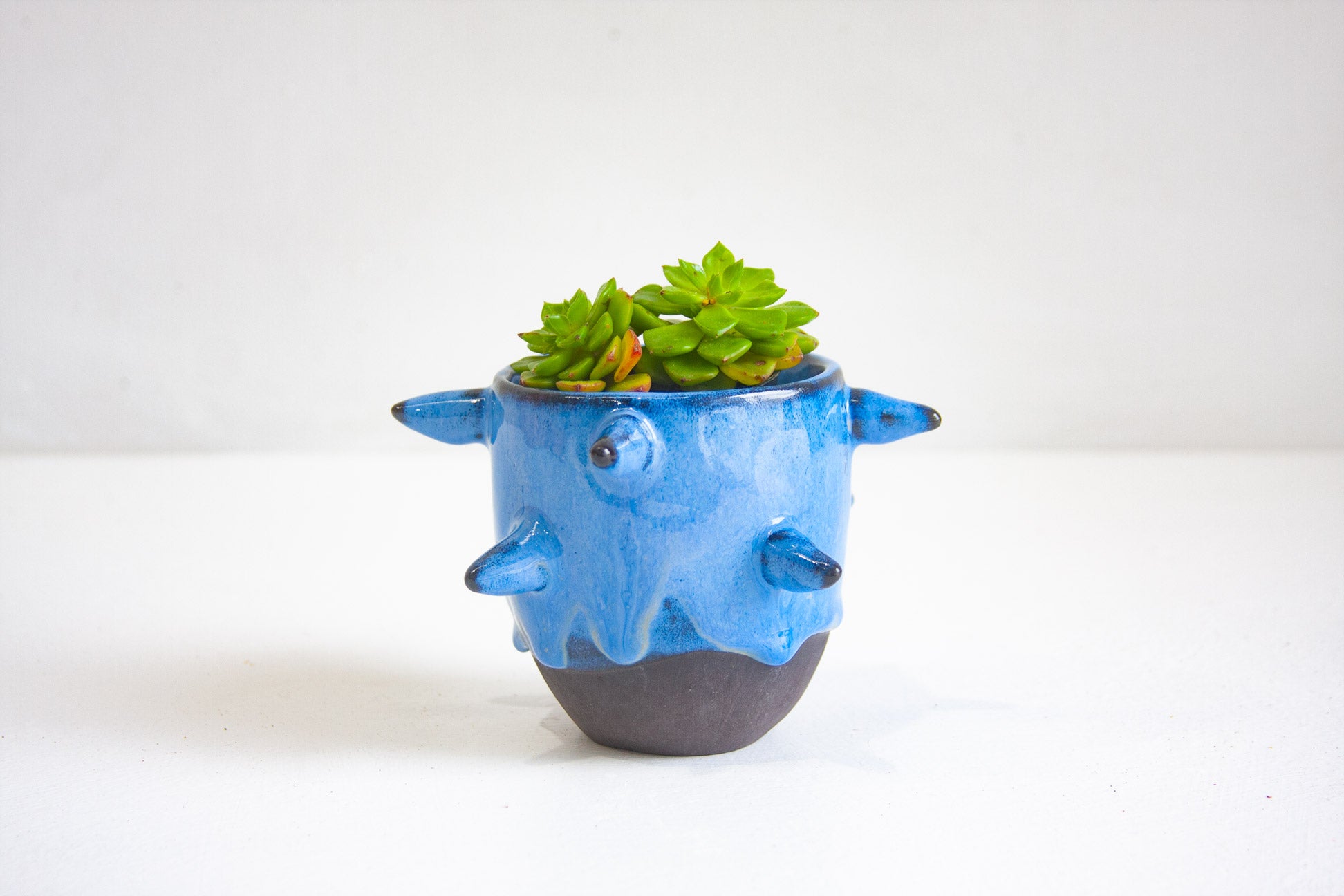 Blue and black ceramic planter with succulents on a white background