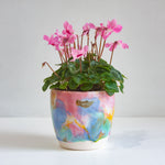 handmade ceramic multicoloured planter with cyclamen plant