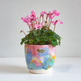 handmade ceramic multicoloured planter with cyclamen plant