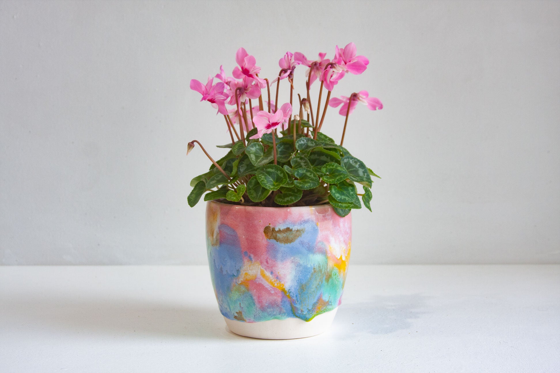 handmade ceramic multicoloured planter with cyclamen plant