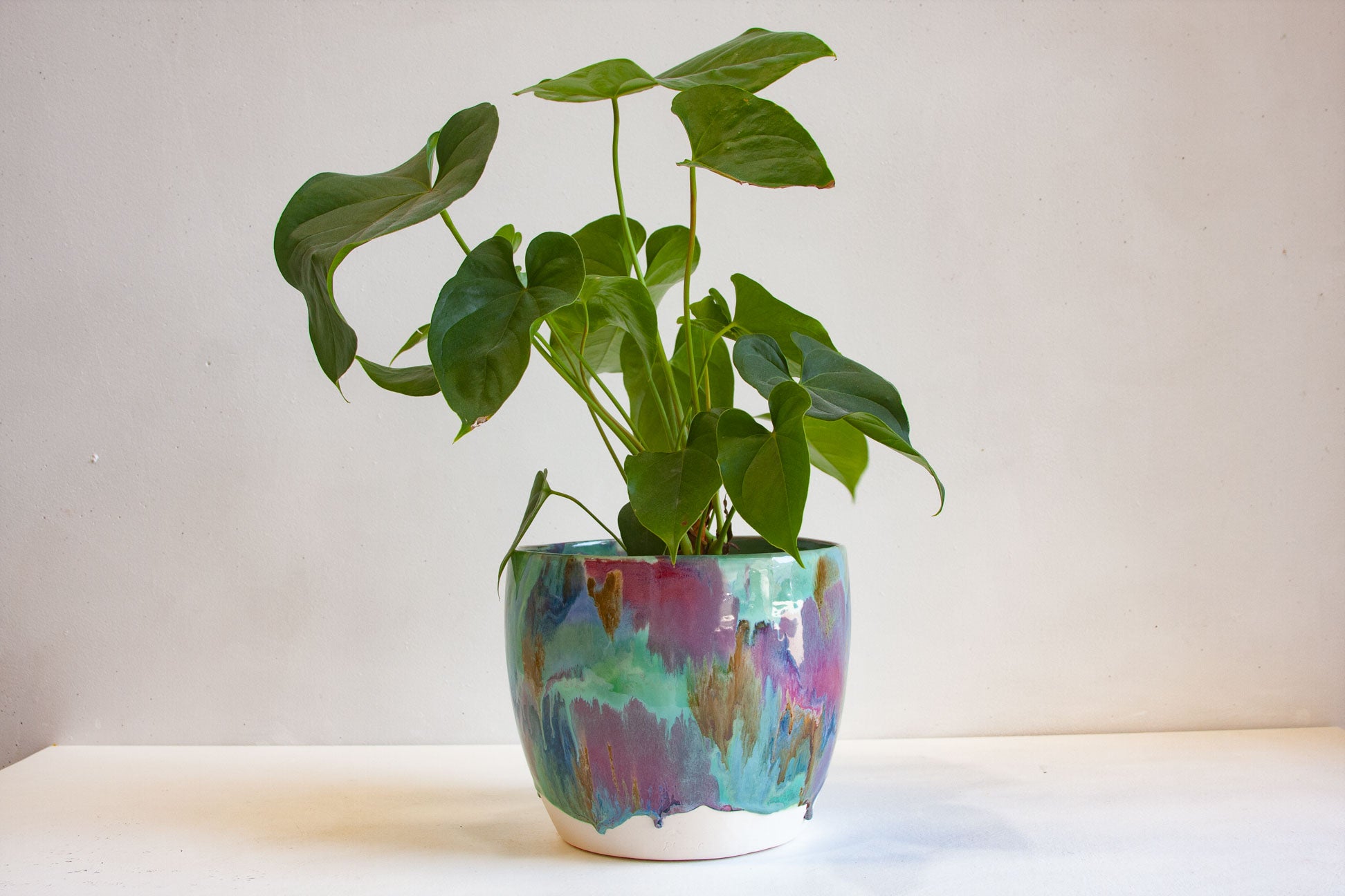 A green houseplant with heart-shaped leaves in a colorful glazed ceramic pot, set against a plain off-white wall and tabletop.