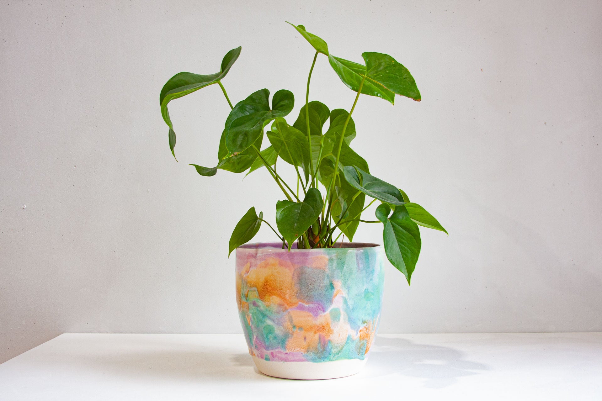 A green houseplant in a pastel marbled ceramic pot, placed on a white surface against a light gray wall.