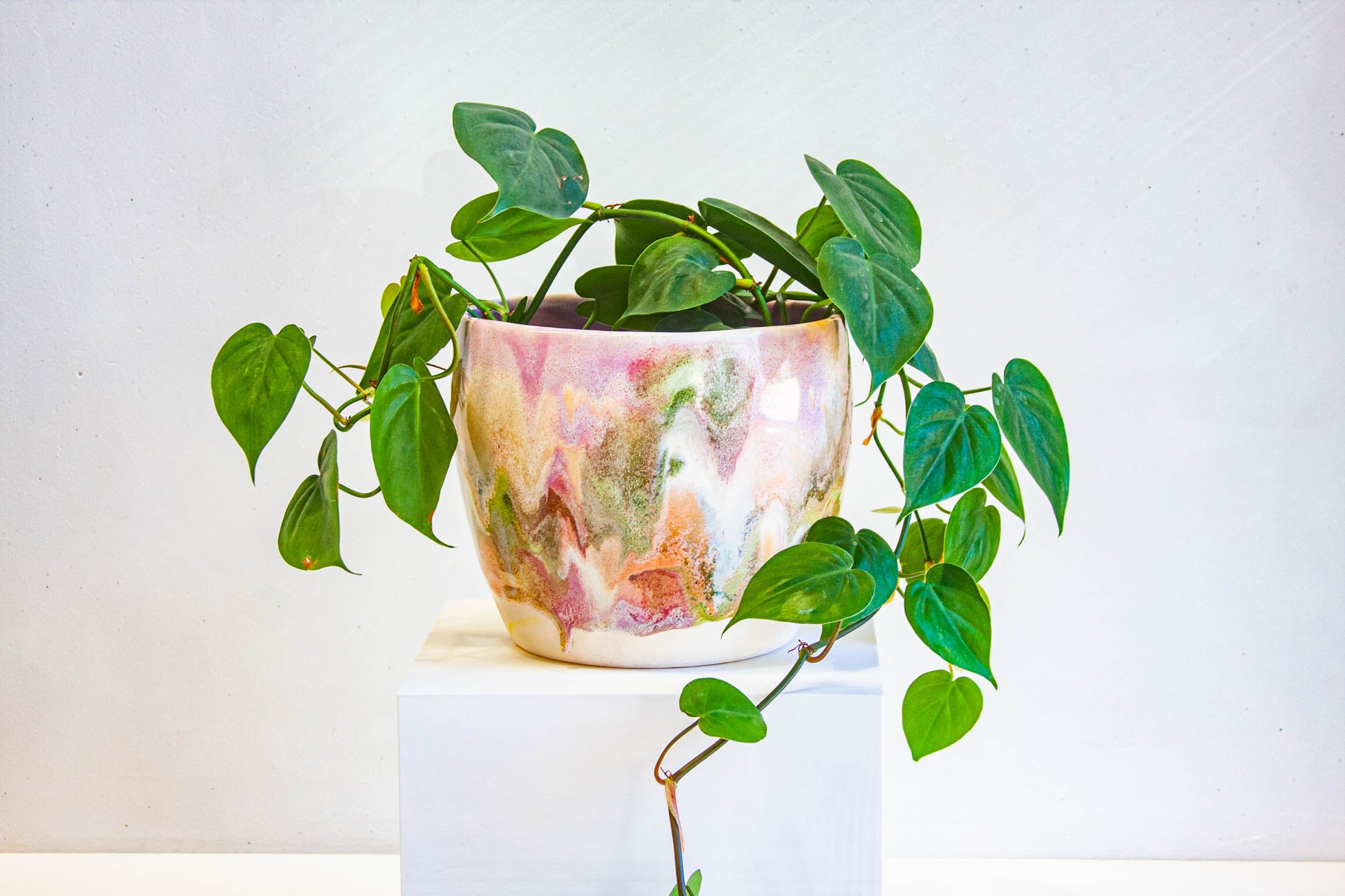 handmade ceramic planter displayed with plant