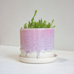handmade ceramic purple drippy glaze planter with spiky plant.