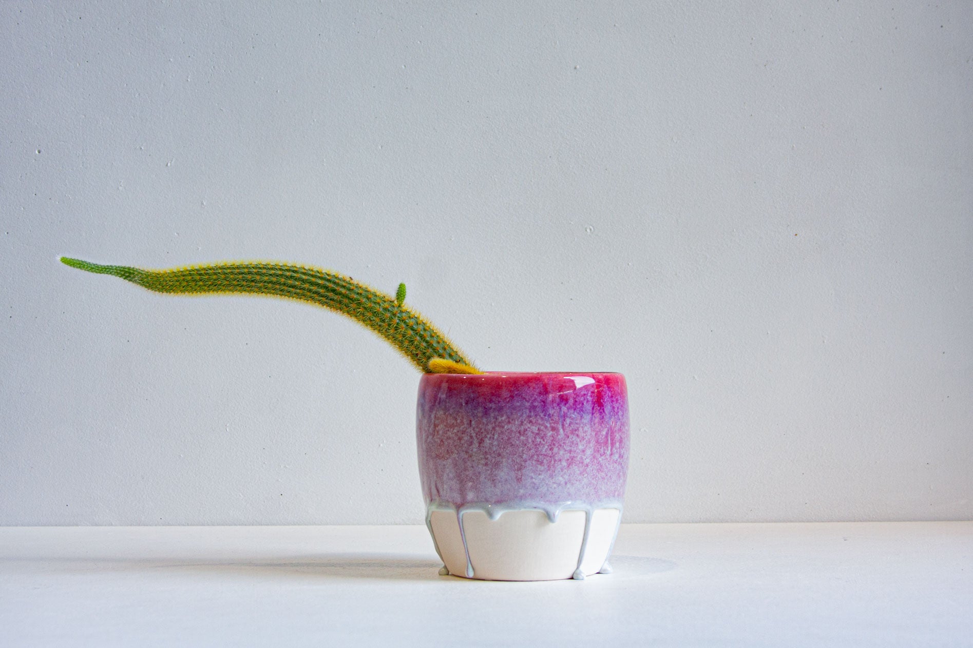 A small ceramic planter with a glossy pink and purple glaze on the upper half and a white textured base, holding a green bittersweet pepper plant against a plain light gray background.