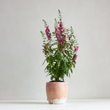 handmade ceramic peach and purple planter