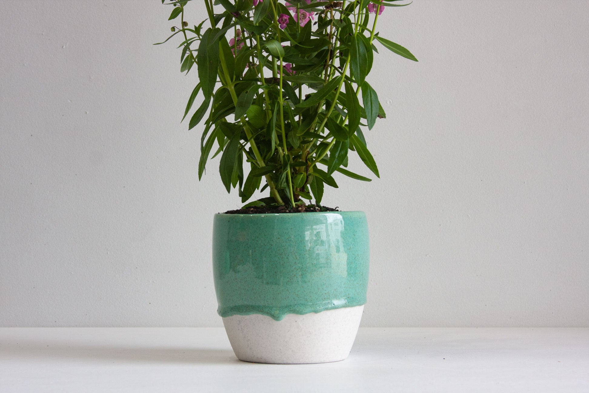 Lifestyle shot of a handmade ceramic classic planter with seafoam green glaze holding a tall leafy green plant with pink flowers, unglazed white stoneware base