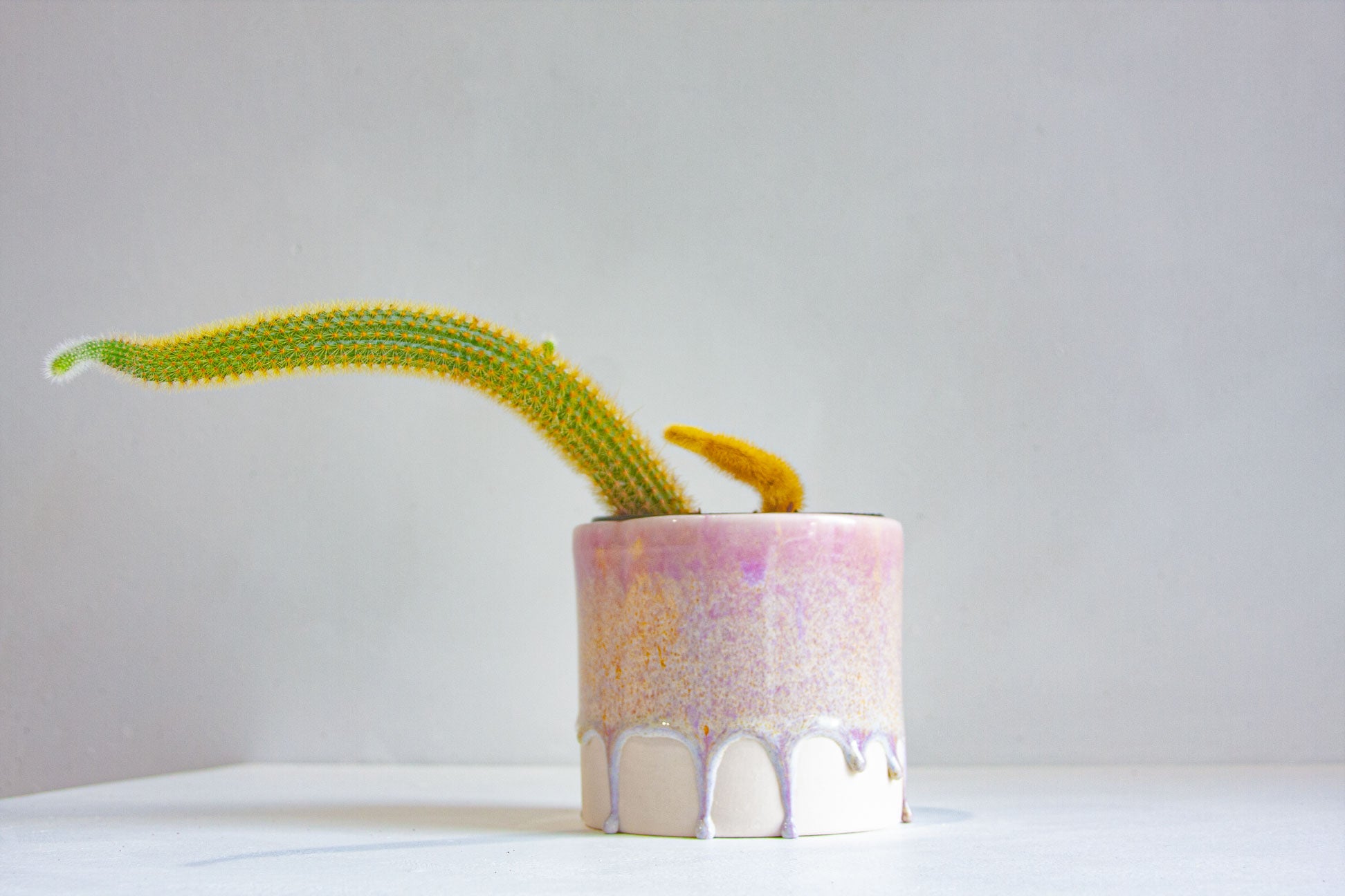 A small green cactus with yellow spines planted in a cylindrical ceramic pot with a pink and white drip glaze, set against a plain light grey background.