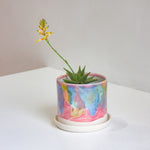 succulent plant sitting in a handmade ceramic rainbow planter and saucer.
