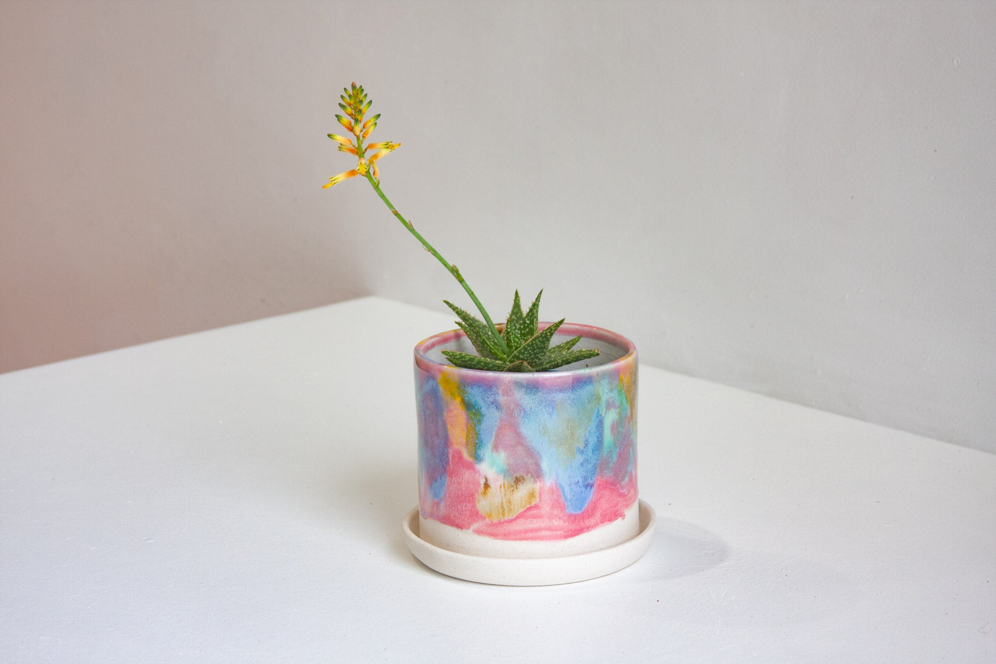 succulent plant sitting in a handmade ceramic rainbow planter and saucer.