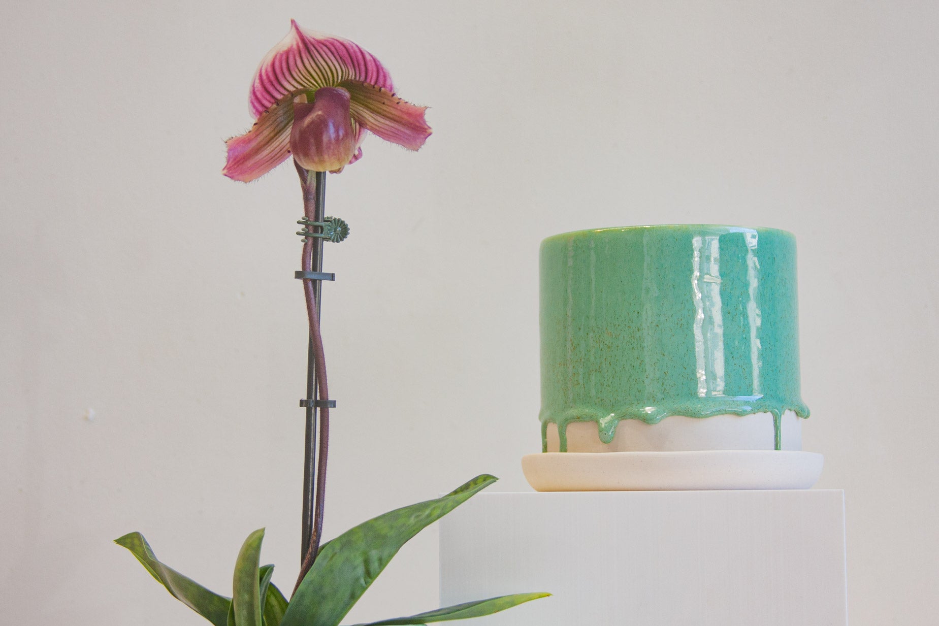 close up of an orchid sitting next to a green drippy ceramic pot.