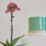 close up of an orchid sitting next to a green drippy ceramic pot.