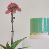 close up of an orchid sitting next to a green drippy ceramic pot.