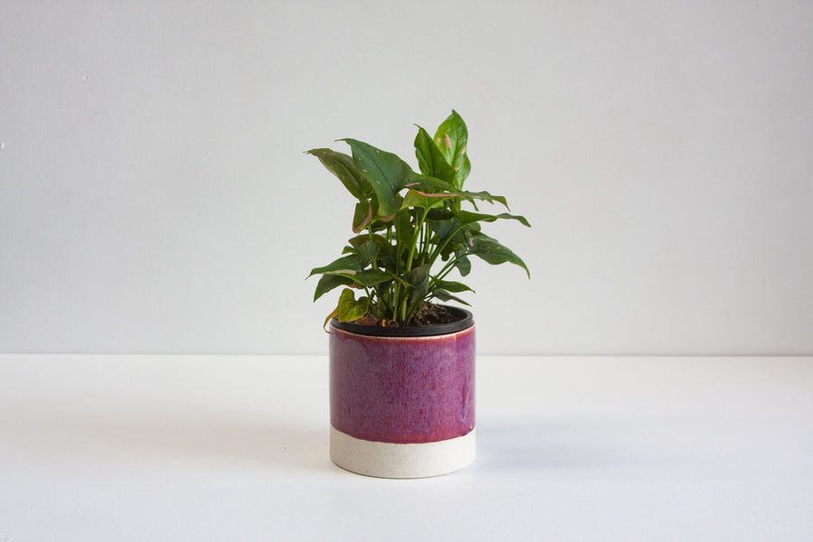vibrant pink, purple handmade ceramic planter